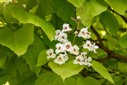 Closeup of white and maroon flowers blooming on a Golden Catalpa tree